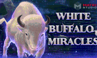 
                            White Buffalo Miracles