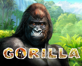 
                            Gorilla