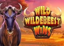 
                            Wild Wildebeest Wins