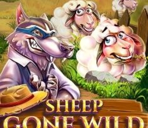 
                            Sheep Gone Wild